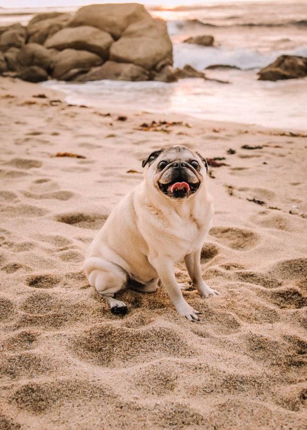 /images/uploads/pug nation rescue of los angeles/pugnation2021/entries/15435thumb.jpg